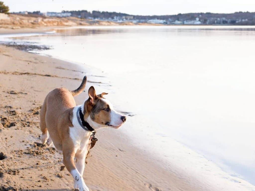 dog on beach at pismo beach camping area.