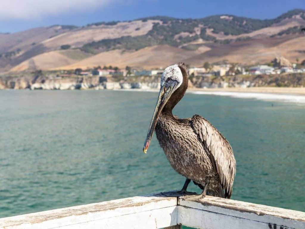 stork-like bird perched near the pismo beach camping site.